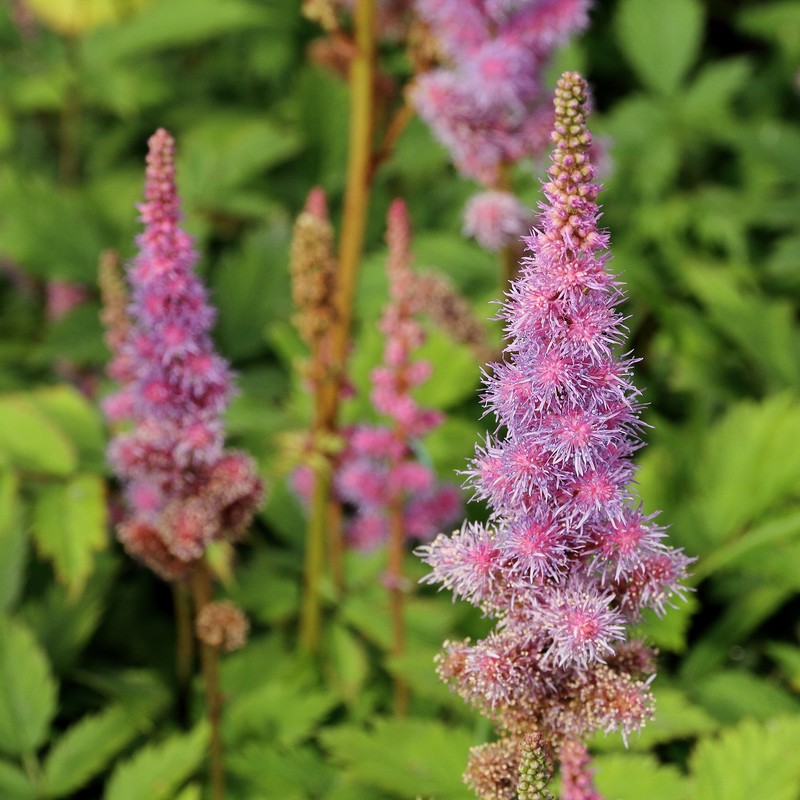 Astilbe chinensis photo 2