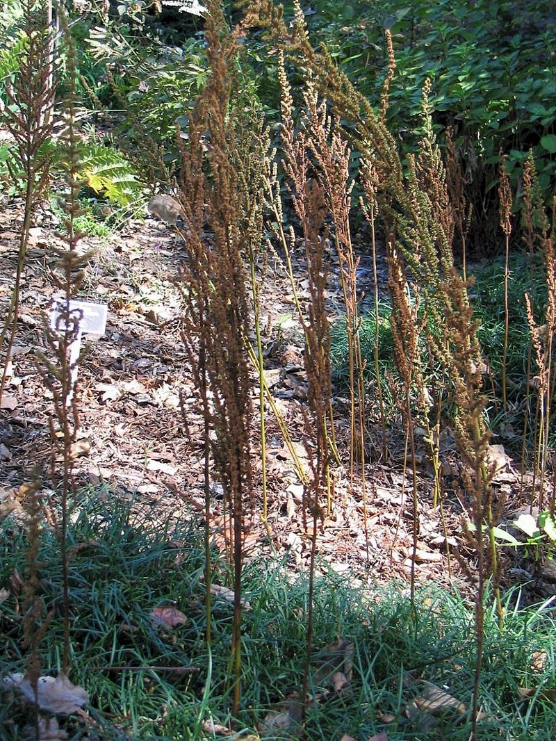 Astilbe chinensis photo 3