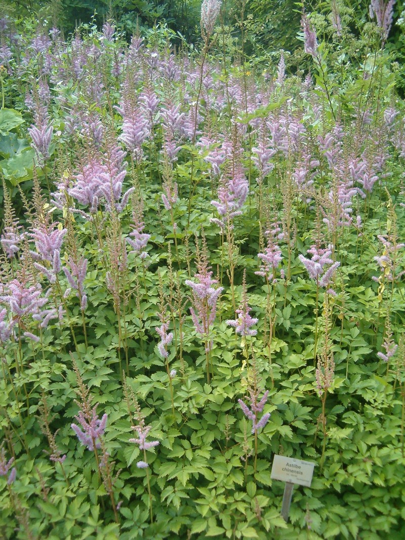 Astilbe chinensis photo 4