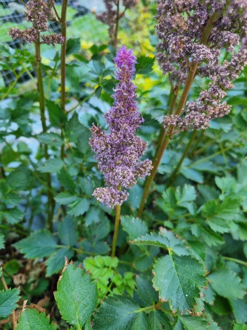 Astilbe chinensis photo 5
