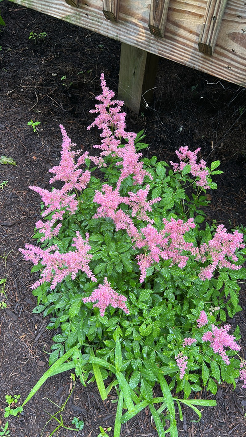 Astilbe chinensis photo 6