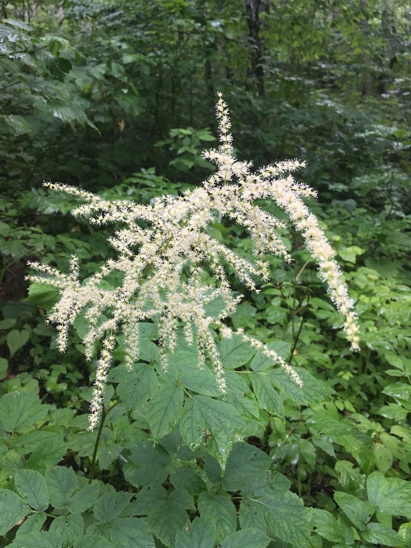 Roan Mountain False Goat's Beard