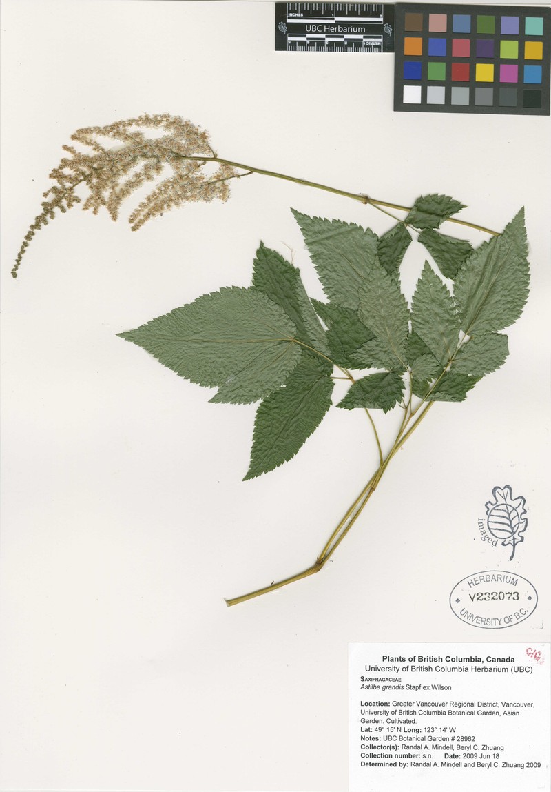 Astilbe grandis