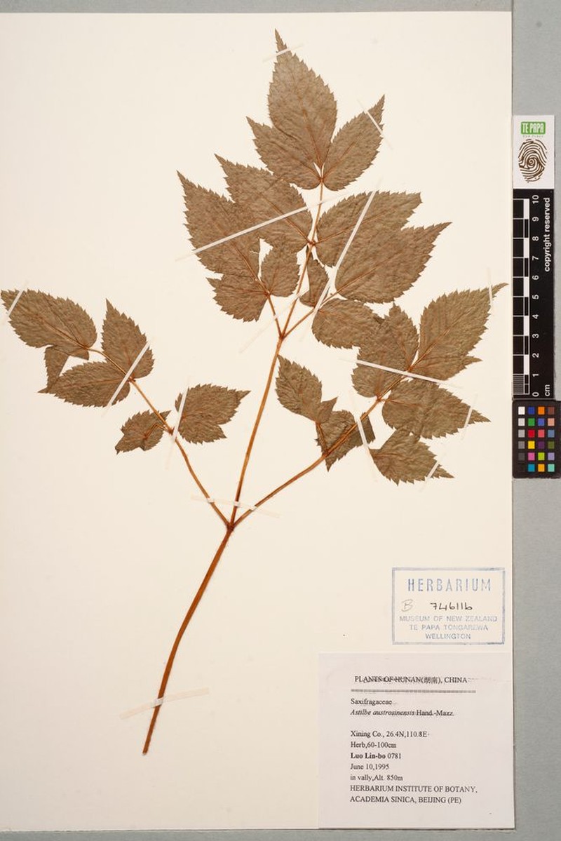 Astilbe koreana photo 3