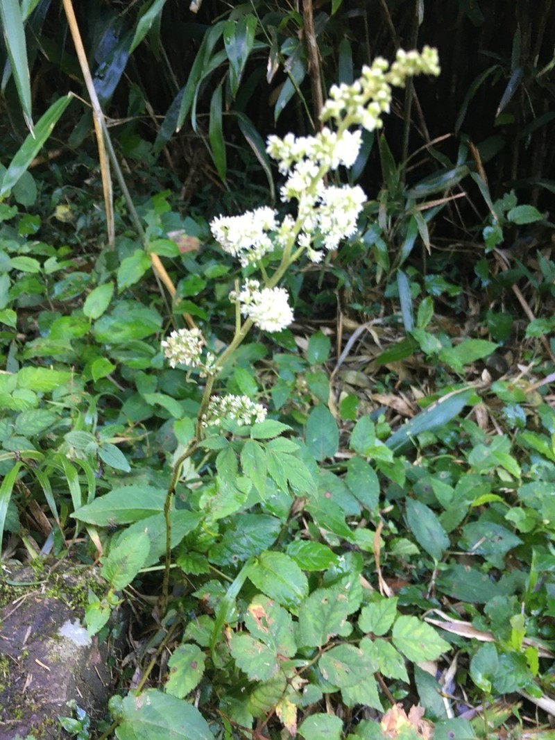 Astilbe longicarpa