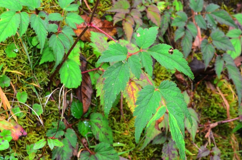 Astilbe longicarpa photo 2