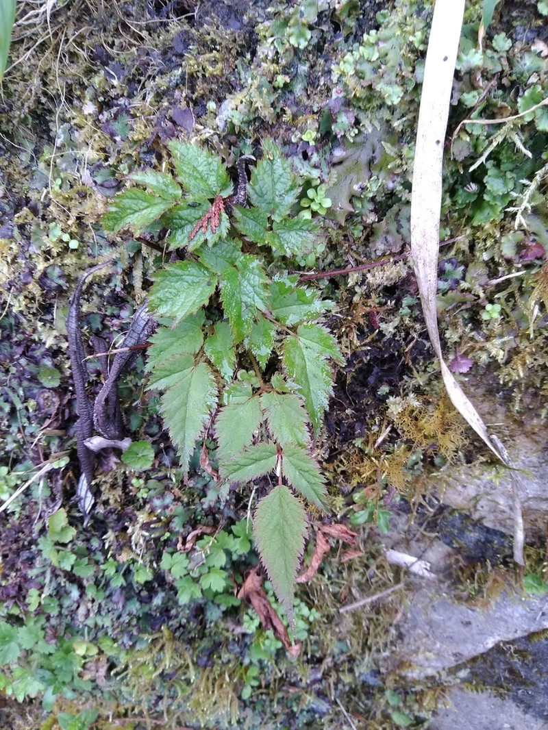 Astilbe longicarpa photo 3