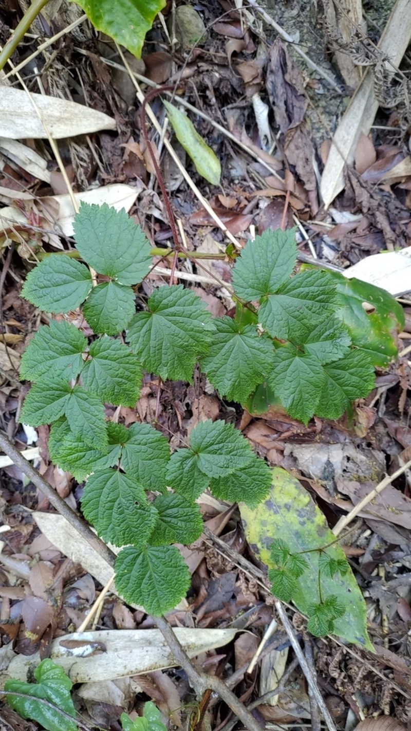 Astilbe longicarpa photo 4