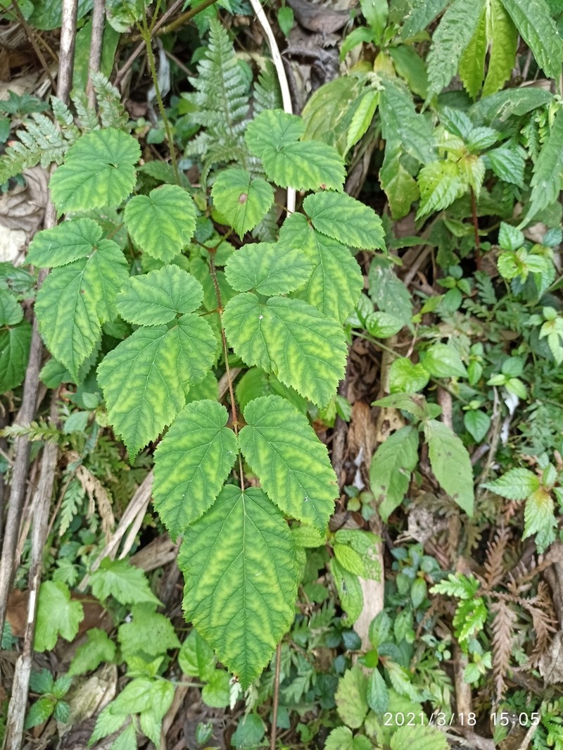 Astilbe longicarpa photo 5