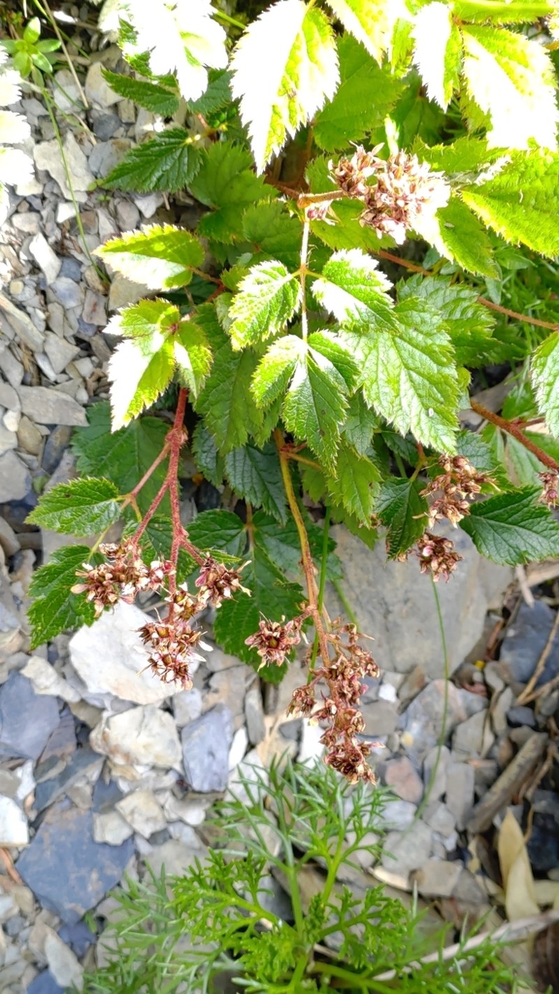 Astilbe macroflora