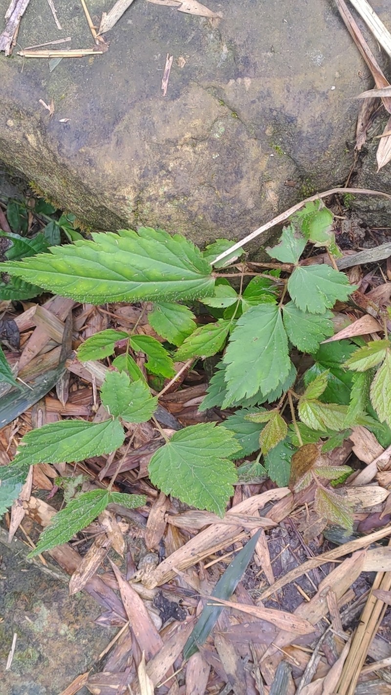 Astilbe macroflora photo 2