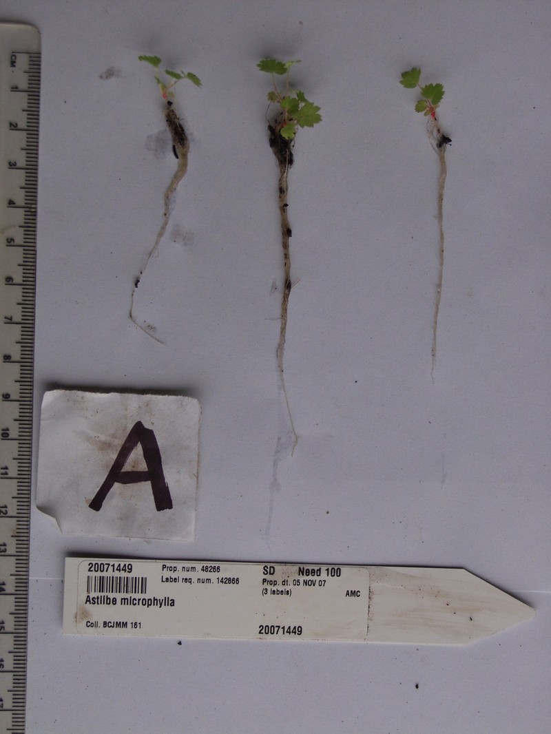 Astilbe microphylla var. microphylla