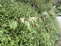 Astilbe philippinensis