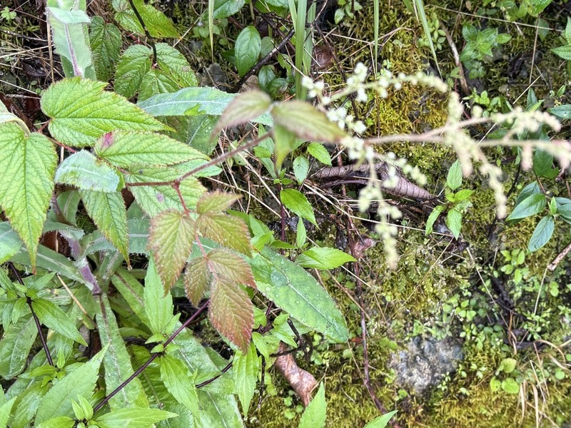Astilbe philippinensis photo 2