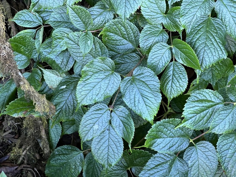 Astilbe rivularis