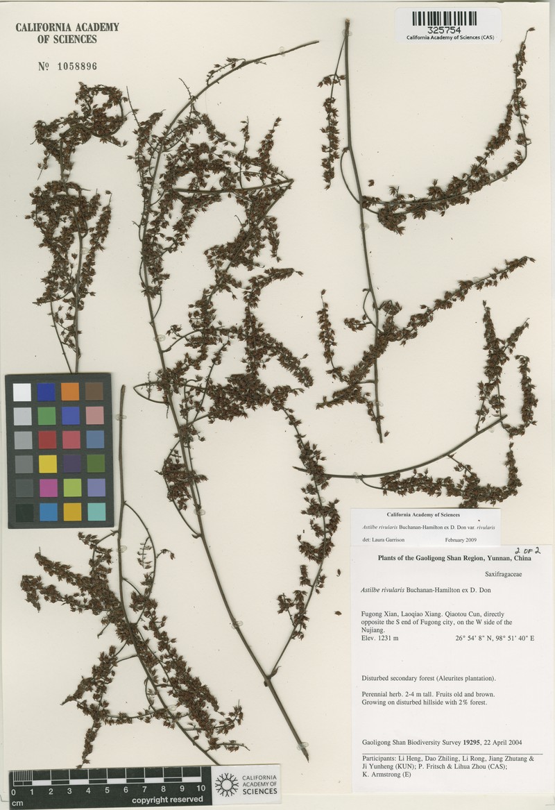 Astilbe rivularis var. rivularis
