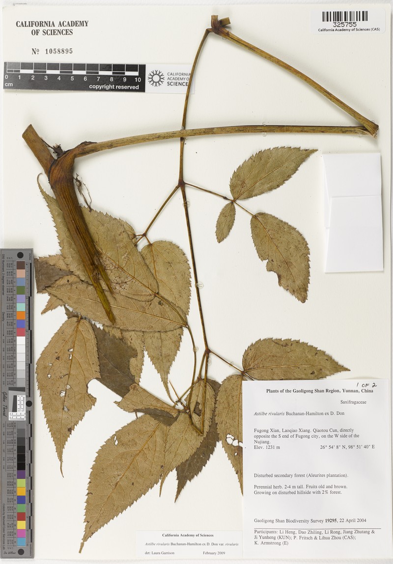 Astilbe rivularis var. rivularis photo 2