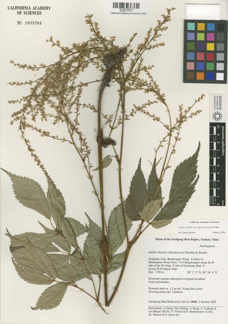 Astilbe rivularis var. rivularis photo 4