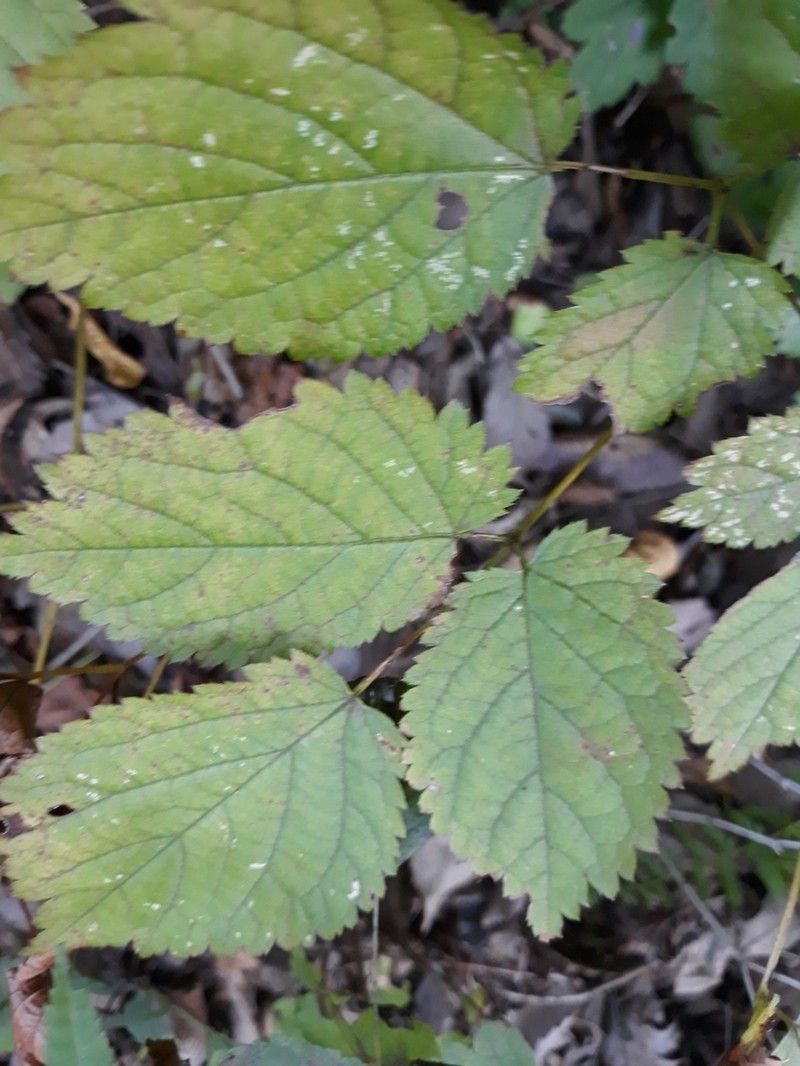 Astilbe rubra