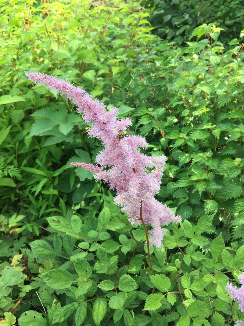 Astilbe rubra photo 2