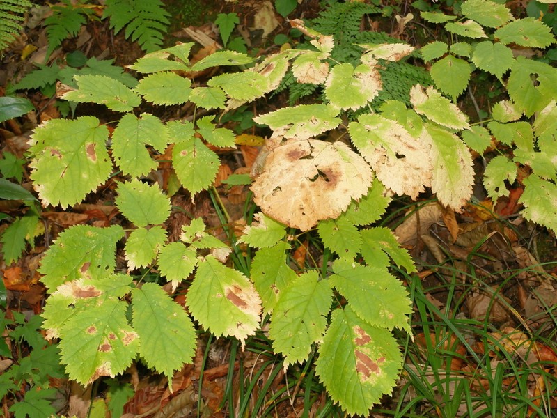 Astilbe rubra photo 3