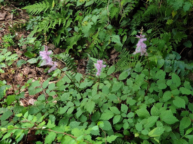 Astilbe rubra photo 4