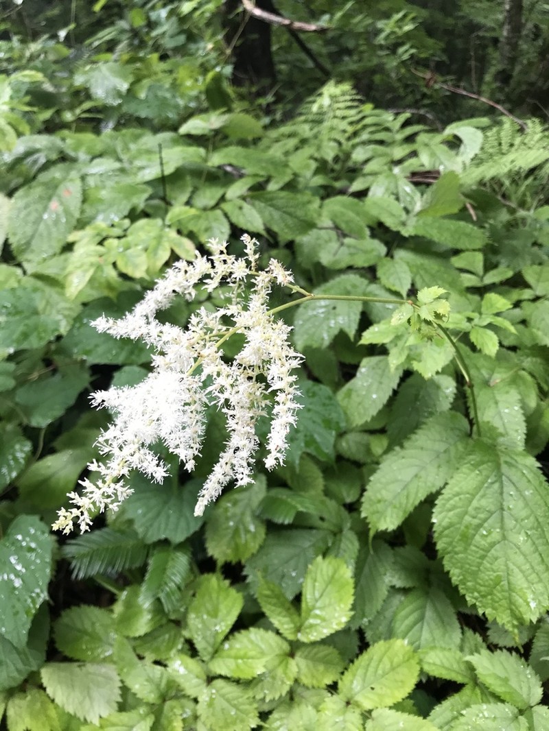 Astilbe rubra photo 5