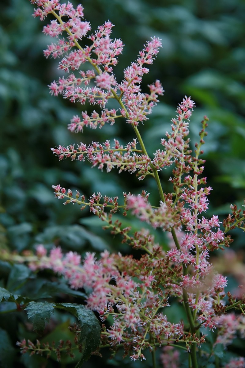 Astilbe simplicifolia