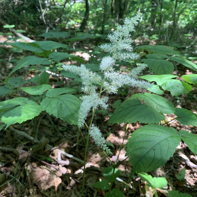 Astilbe thunbergii photo 2