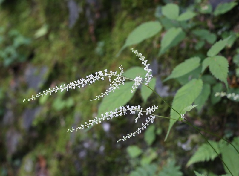 Astilbe thunbergii var. thunbergii