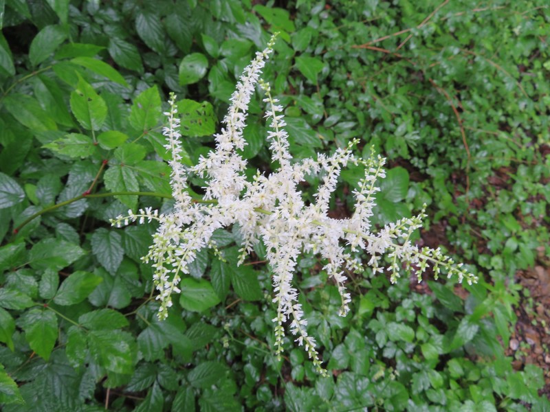 Astilbe thunbergii var. thunbergii photo 2