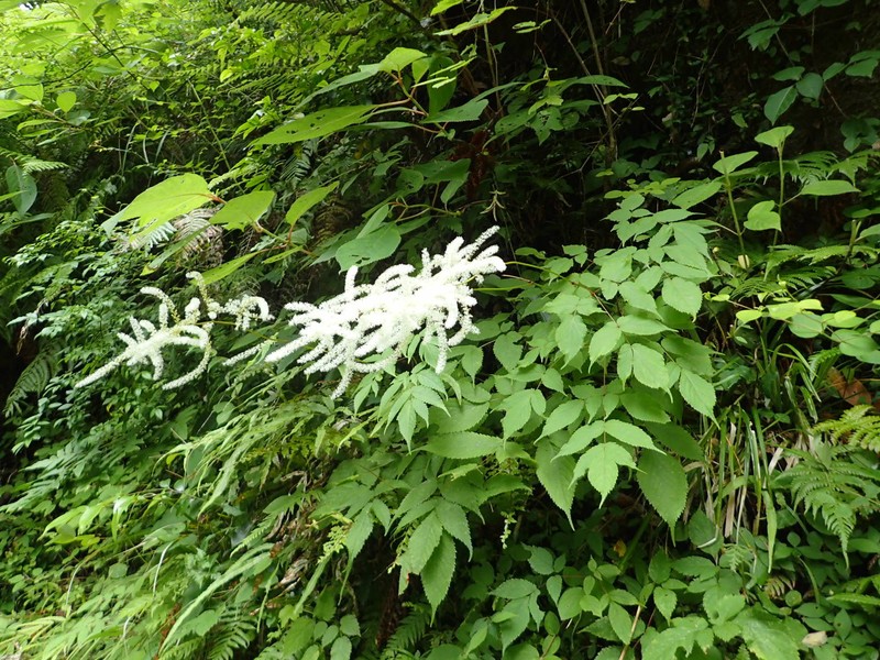 Astilbe thunbergii var. thunbergii photo 3