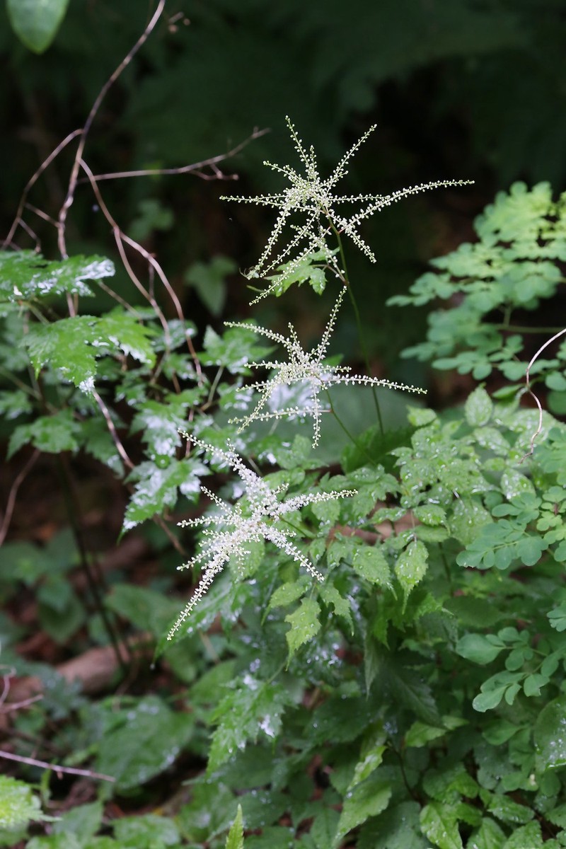 Astilbe thunbergii var. thunbergii photo 4