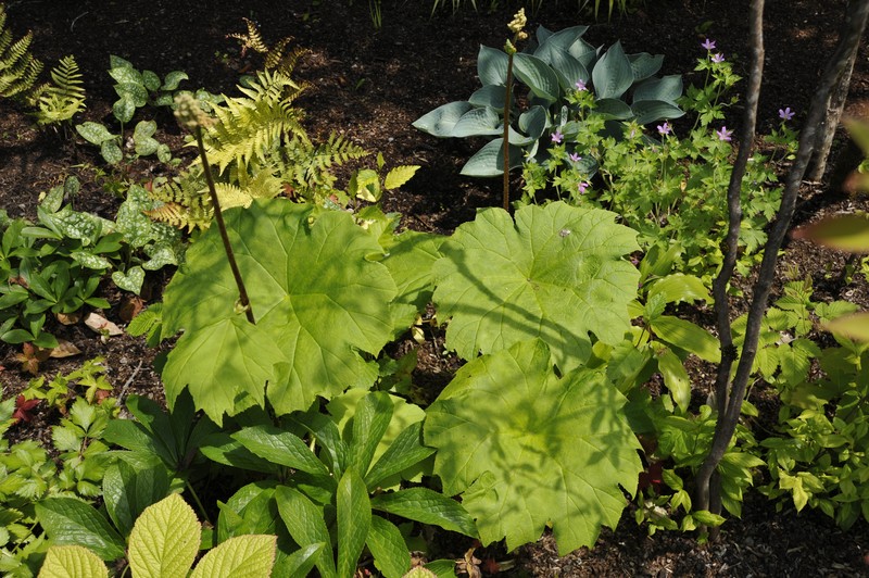 Astilboides tabularis