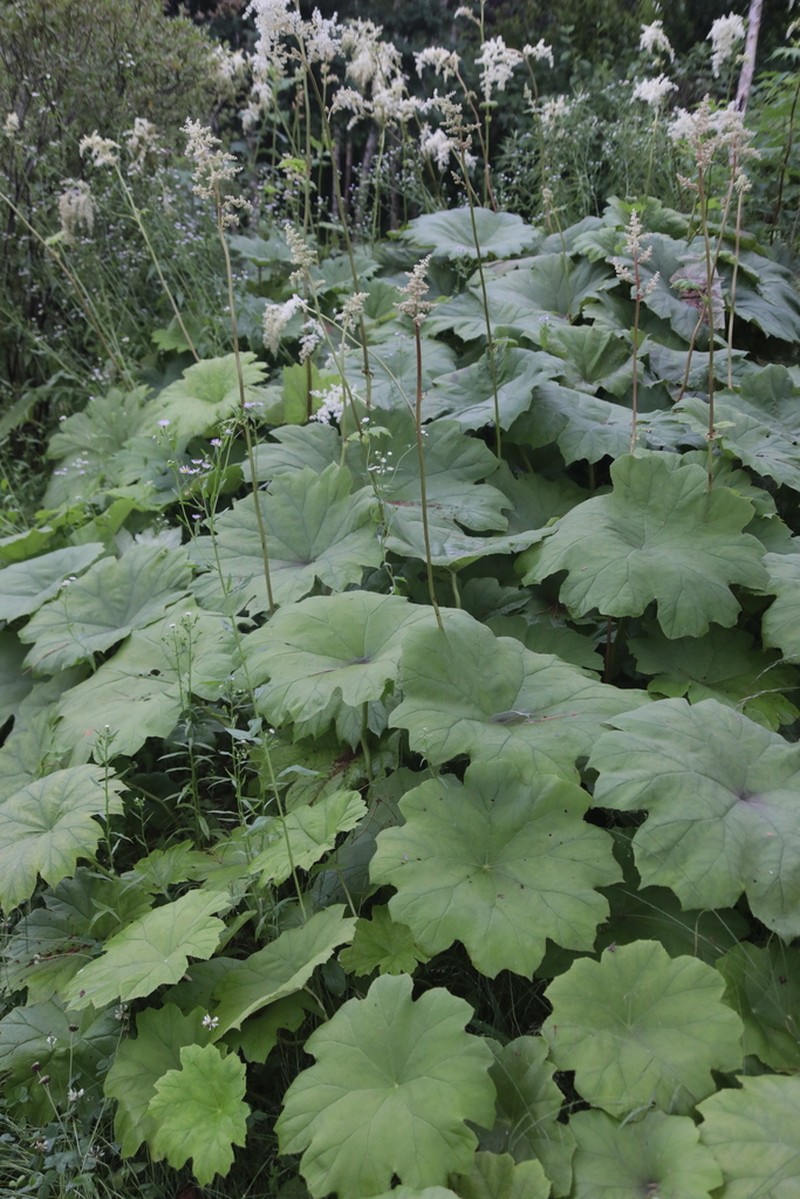 Astilboides tabularis photo 2