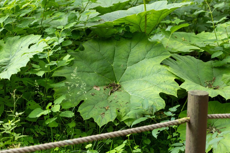 Astilboides tabularis photo 3