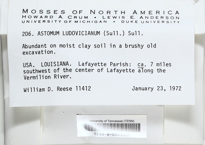Astomum Moss photo 2