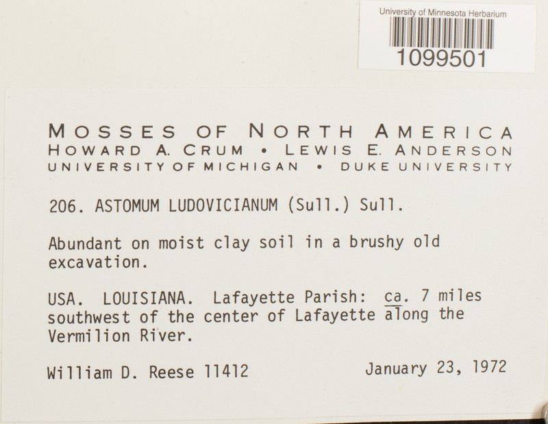 Astomum Moss photo 4
