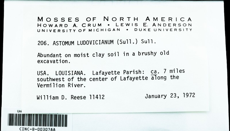 Astomum Moss photo 5