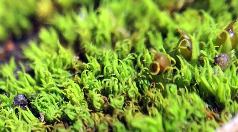 Muehlenberg's Astomum Moss