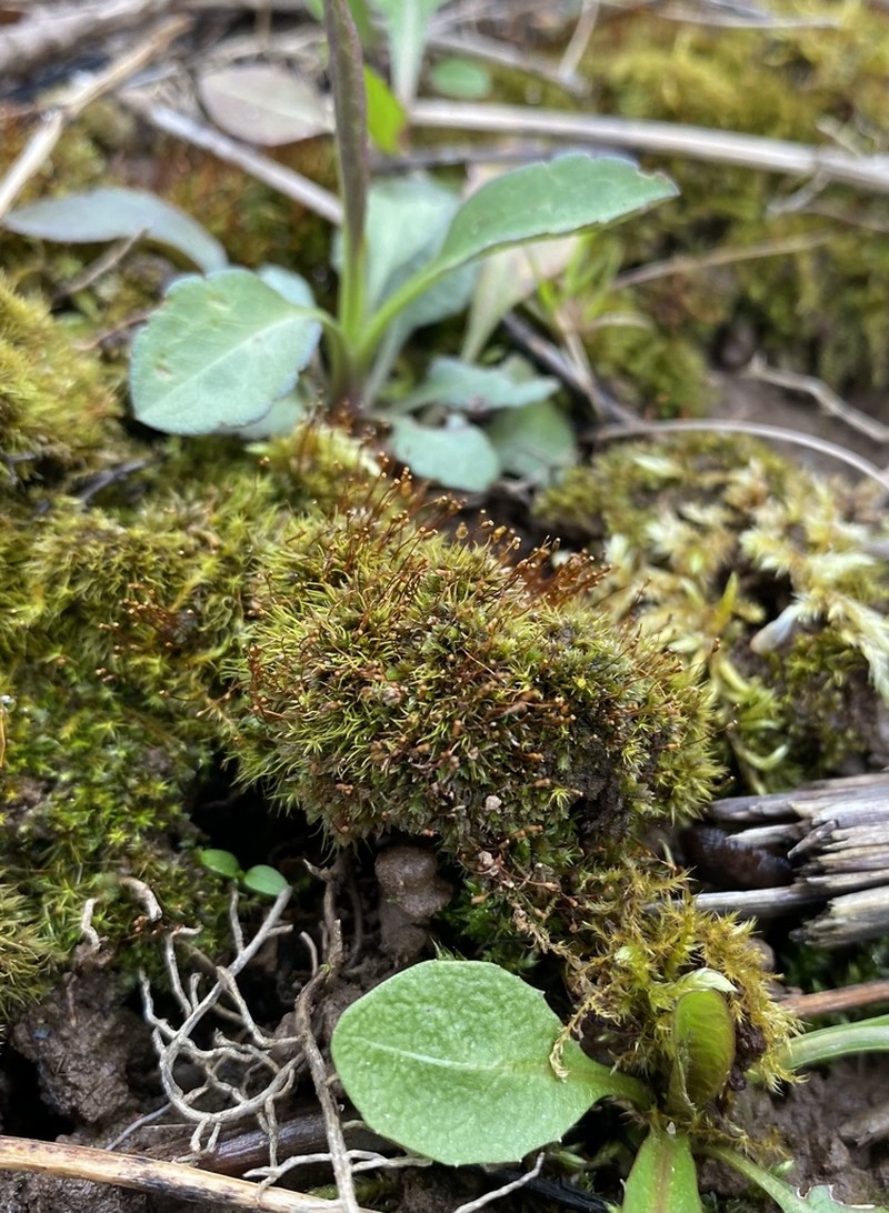 Muehlenberg's Astomum Moss photo 2