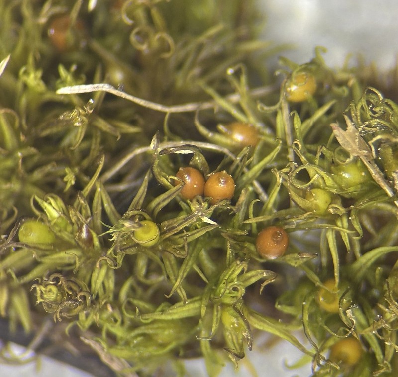 Muehlenberg's Astomum Moss photo 3