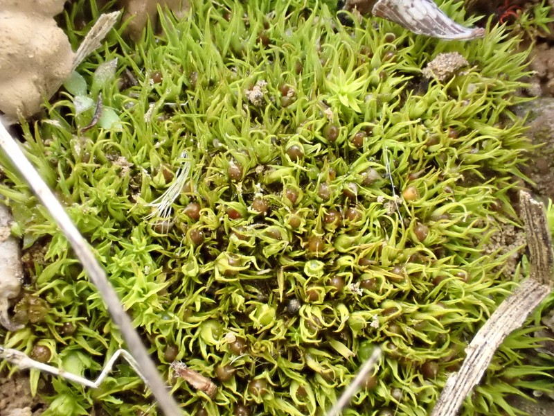 Muehlenberg's Astomum Moss photo 4