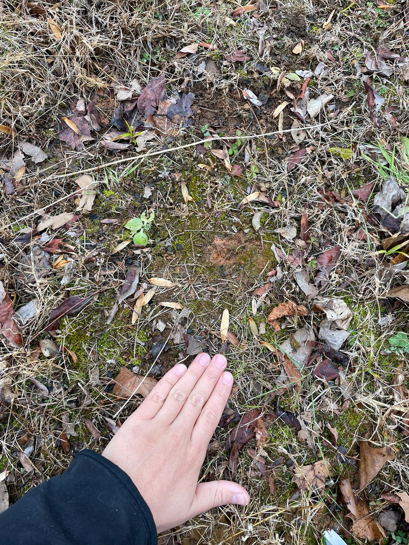 Muehlenberg's Astomum Moss photo 5
