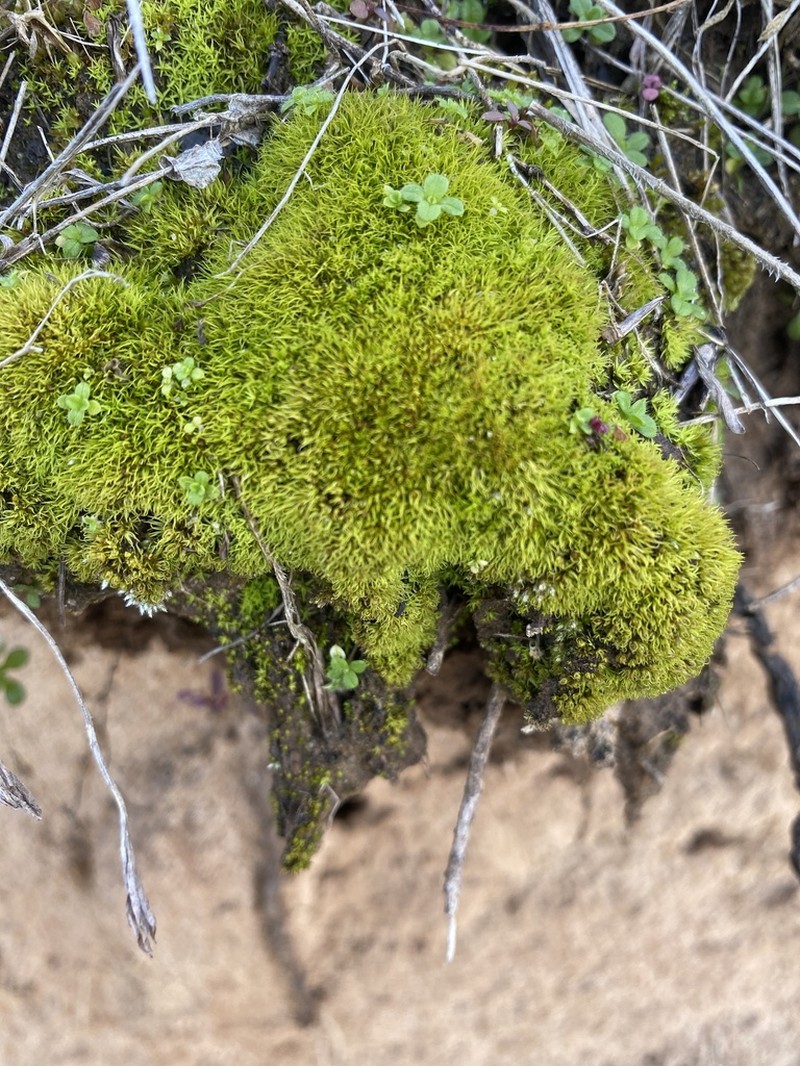 Muehlenberg's Astomum Moss photo 6