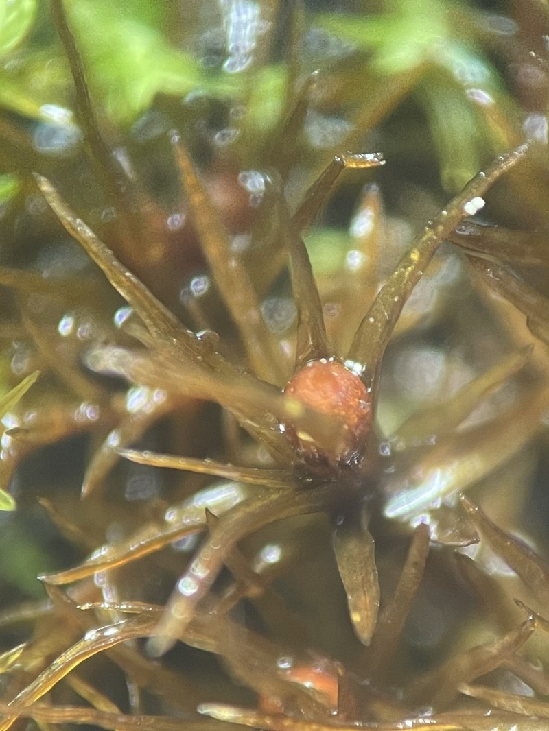 Muehlenberg's Astomum Moss photo 7