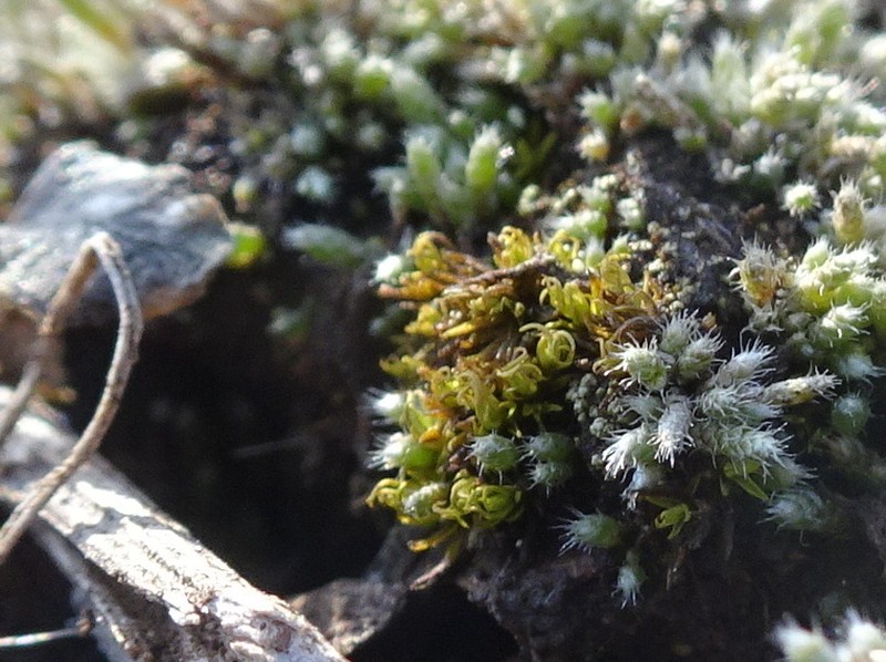 Muehlenberg's Astomum Moss photo 8
