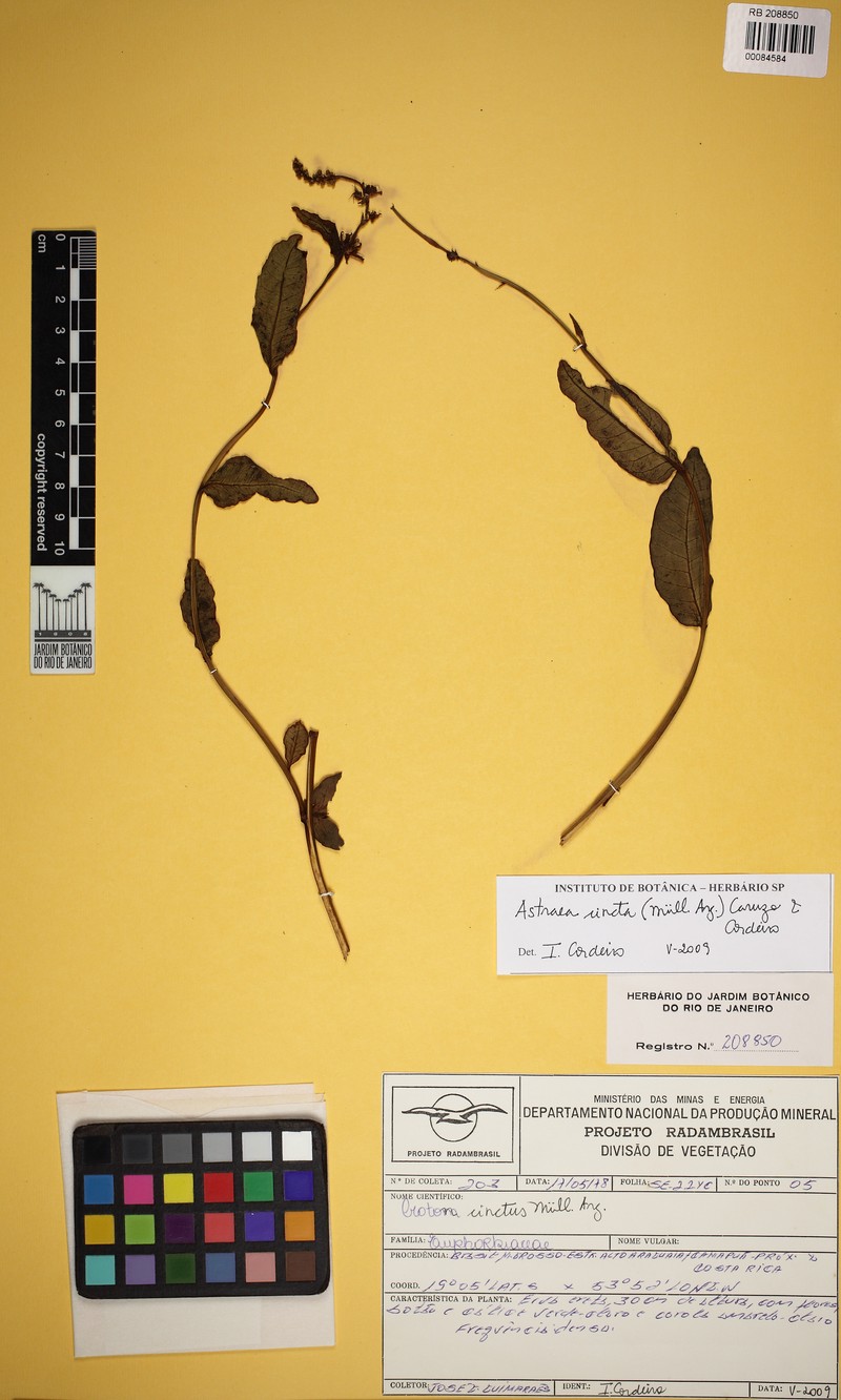 Astraea cincta