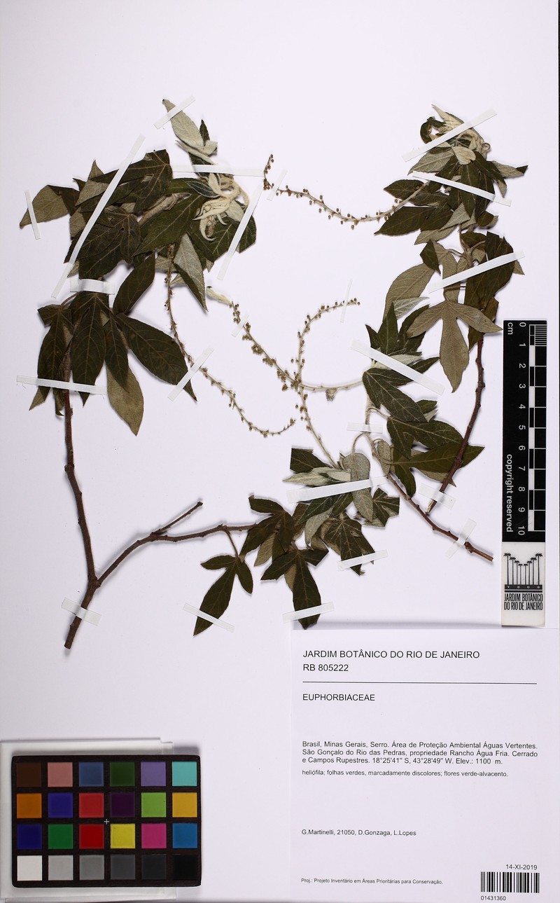 Astraea comosa