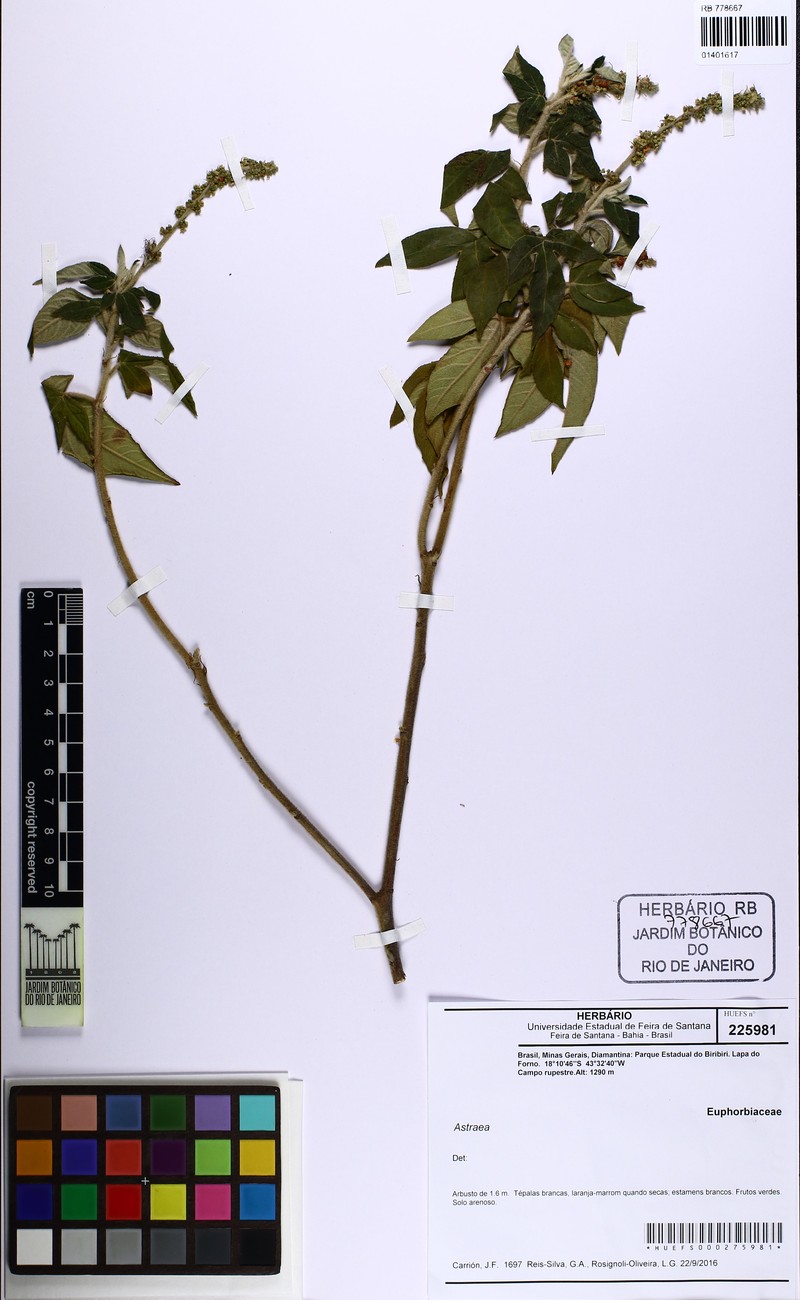 Astraea comosa photo 2